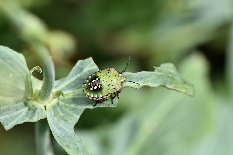 PUNAISE VERTE. Le joli costume coloré de la jeune punaise verte. Insecte piqueur se nourrissant de la sève des plantes. ISABELLE TURBAN